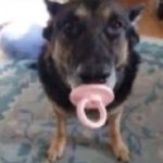 7 snake的头像-罗布论坛