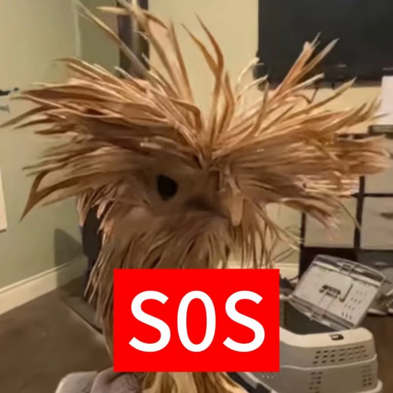 神人板块-罗布论坛